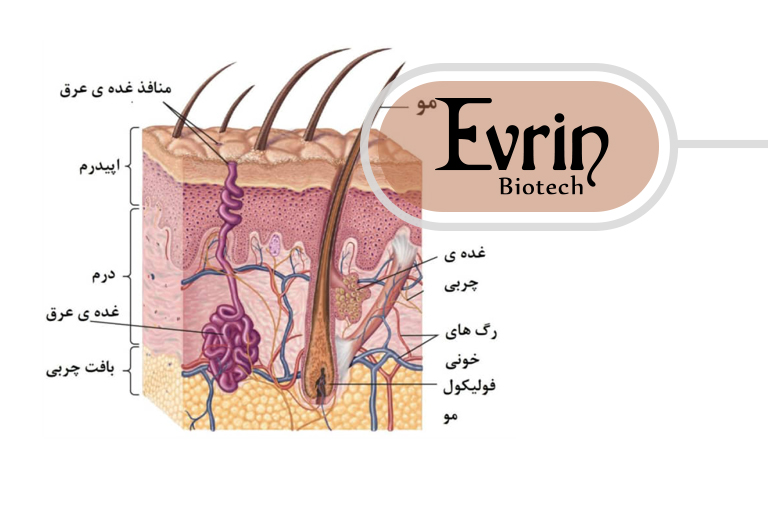 ساختمان پوست